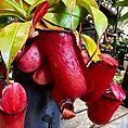 carnivorous sarracenia maroon 8cm pot