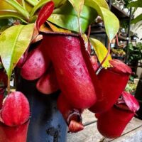 carnivorous sarracenia maroon 8cm pot