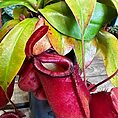 carnivorous sarracenia maroon 8cm pot