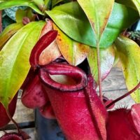 carnivorous sarracenia maroon 8cm pot
