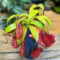 carnivorous sarracenia maroon 8cm pot