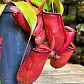 carnivorous sarracenia maroon 8cm pot