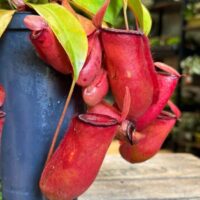 carnivorous sarracenia maroon 8cm pot