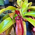 carnivorous sarracenia maroon 8cm pot