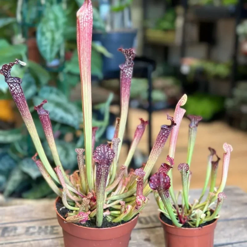 carnivorous sarracenia maroon 8cm pot carnivorous sarracenia maroon 8cm pot