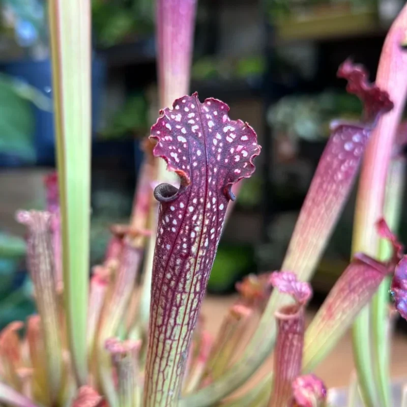 carnivorous sarracenia maroon 8cm pot carnivorous sarracenia maroon 8cm pot