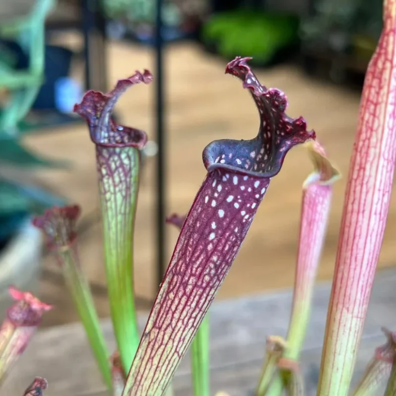 carnivorous sarracenia maroon 8cm pot carnivorous sarracenia maroon 8cm pot