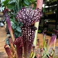 carnivorous sarracenia maroon 8cm pot