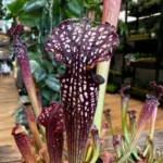 Carnivorous Sarracenia Trumpet Pitcher Farnhamii