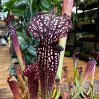 carnivorous sarracenia maroon 8cm pot