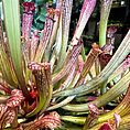 carnivorous sarracenia maroon 8cm pot