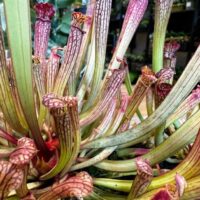 carnivorous sarracenia maroon 8cm pot