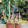 carnivorous sarracenia maroon 8cm pot