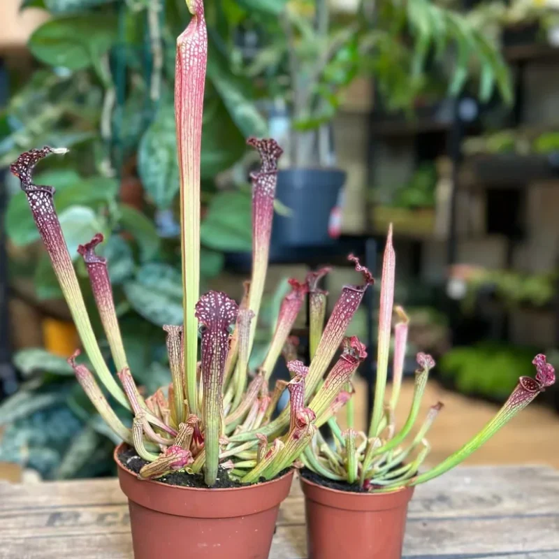 carnivorous sarracenia maroon 8cm pot carnivorous sarracenia maroon 8cm pot