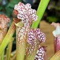 carnivorous sarracenia maroon 8cm pot