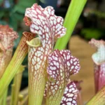 Carnivorous Sarracenia Trumpet Pitcher Farnhamii Hybrid