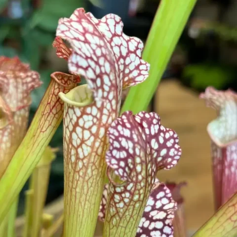 carnivorous sarracenia maroon 8cm pot