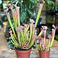 carnivorous sarracenia maroon 8cm pot