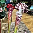 carnivorous sarracenia maroon 8cm pot