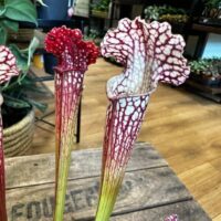 carnivorous sarracenia maroon 8cm pot