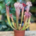 carnivorous sarracenia maroon 8cm pot