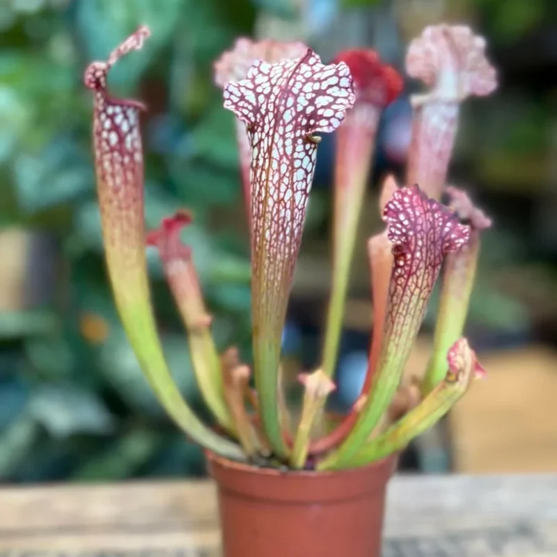 carnivorous sarracenia maroon 8cm pot carnivorous sarracenia maroon 8cm pot