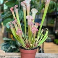 carnivorous sarracenia maroon 8cm pot