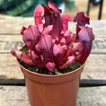 carnivorous sarracenia maroon 8cm pot