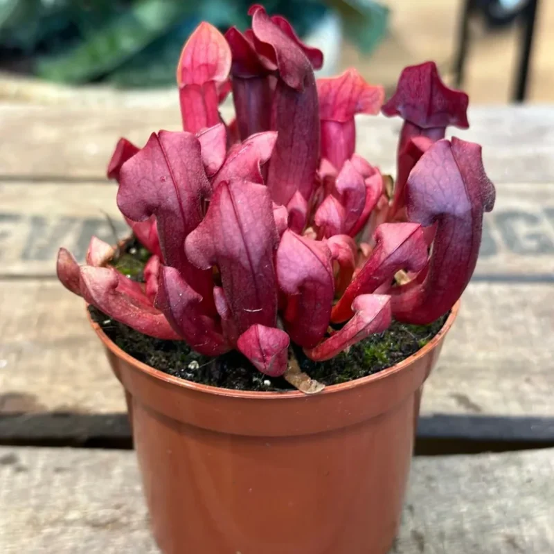carnivorous sarracenia maroon 8cm pot carnivorous sarracenia maroon 8cm pot
