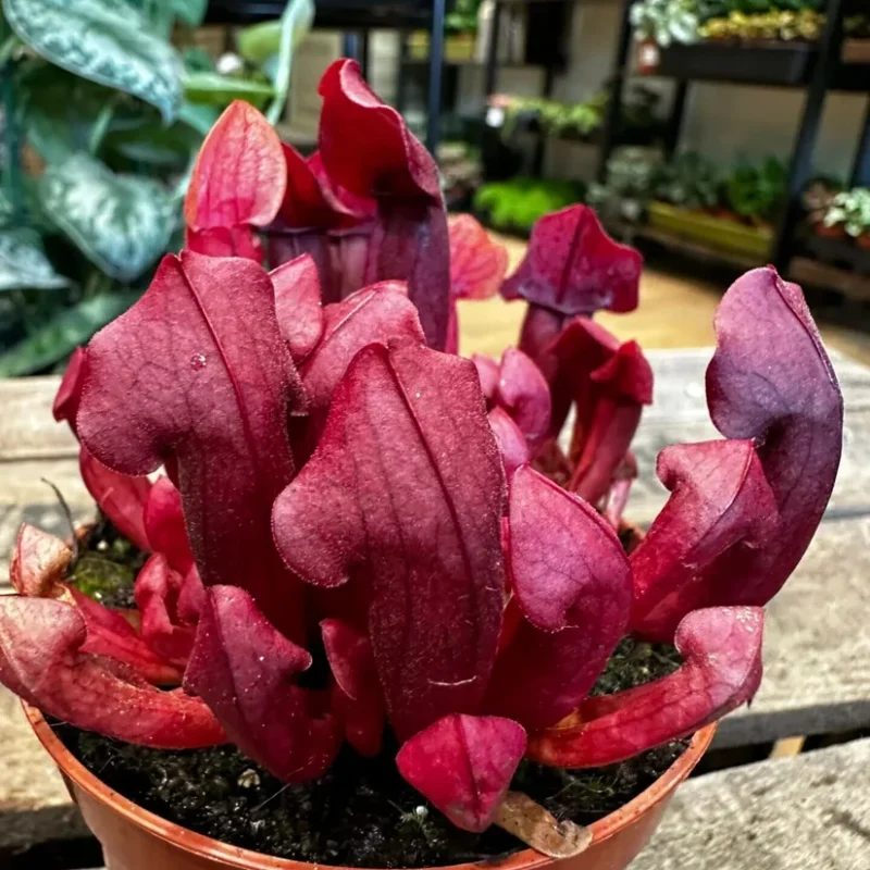 carnivorous sarracenia maroon 8cm pot carnivorous sarracenia maroon 8cm pot
