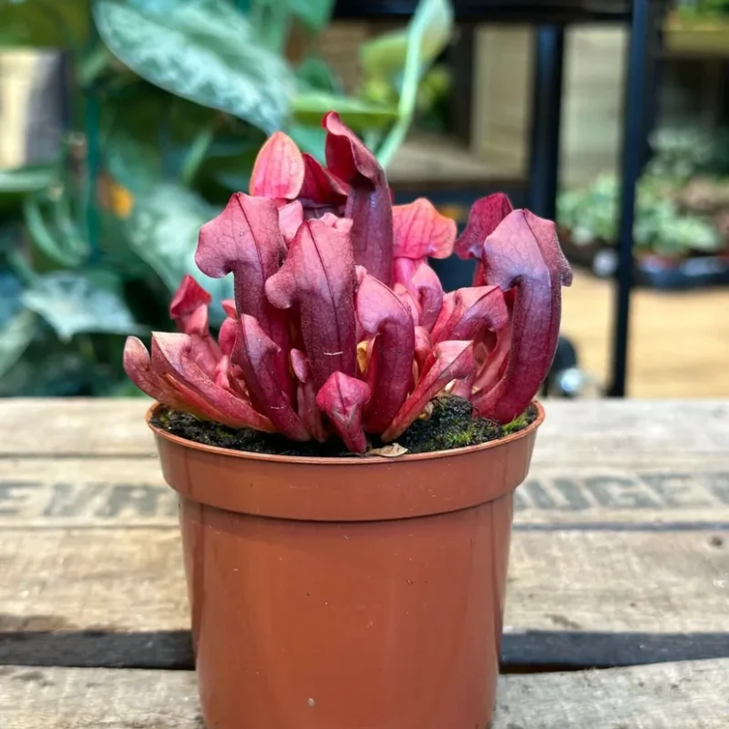 carnivorous sarracenia maroon 8cm pot carnivorous sarracenia maroon 8cm pot