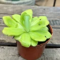 carnivorous sarracenia maroon 8cm pot