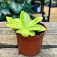 carnivorous sarracenia maroon 8cm pot