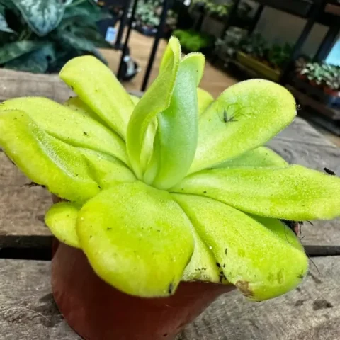 Carnivorous Butterwort Pinguicula Agnata in 8cm pot on wooden table