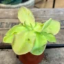 Carnivorous Butterwort Pinguicula Guatemala in 8cm pot on wooden table