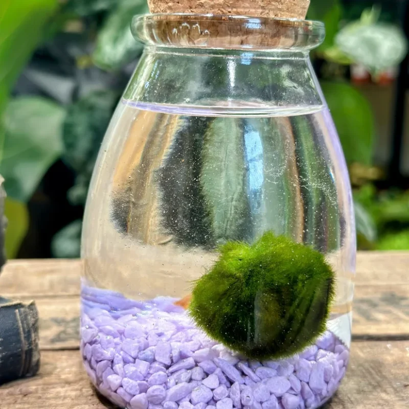 marimo moss ball eco glass jar marimo moss ball eco glass jar