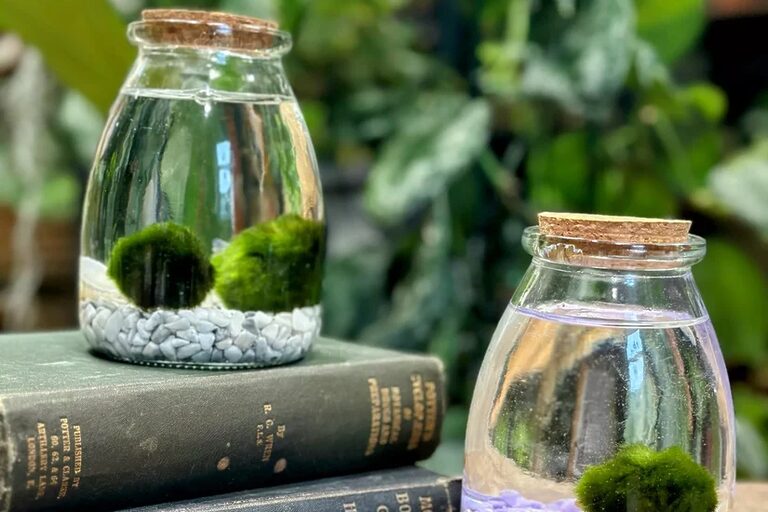 Marimo Moss Ball: Ultimate Care Guide and Facts for Your Water Pet (Aegagropila linnaei)