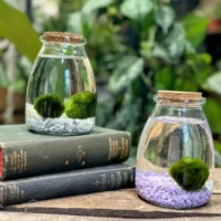 marimo moss ball eco glass jar