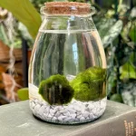marimo moss ball eco glass jar