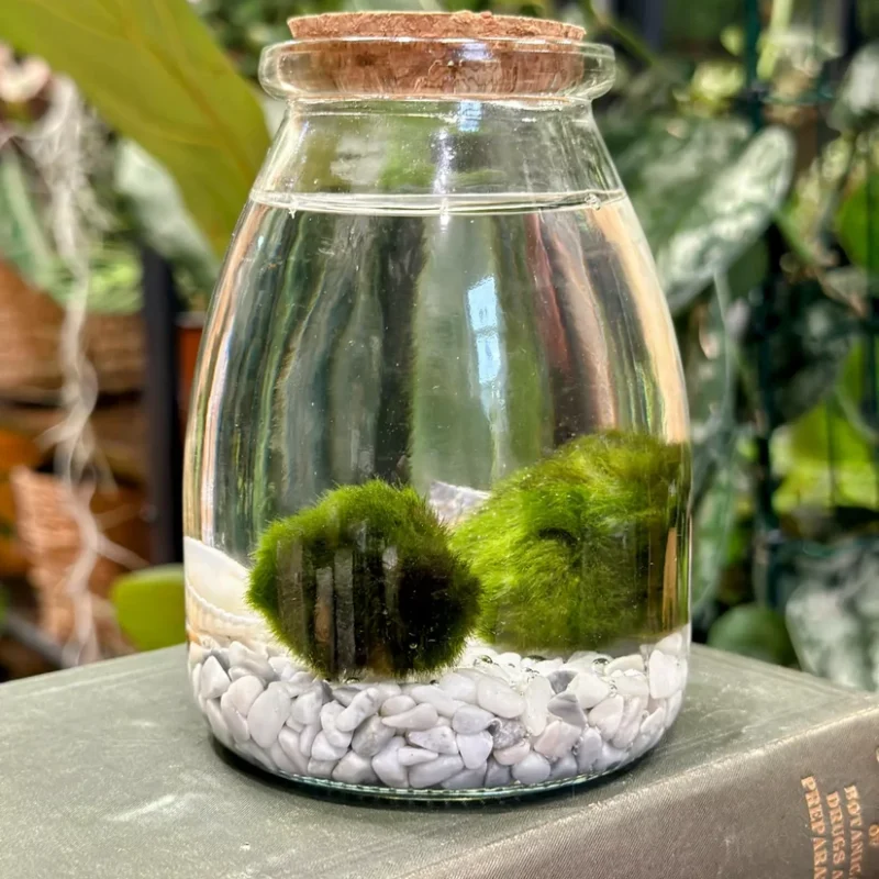 marimo moss ball eco glass jar marimo moss ball eco glass jar