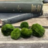 Marimo Moss Ball Cladophora in a glass container, showcasing its vibrant green color and unique spherical shape, ideal for aquariums, terrariums, and as low-maintenance decor.