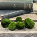 Marimo Moss Ball Cladophora