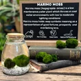 Marimo Moss Ball Cladophora in a glass container, showcasing its vibrant green color and unique spherical shape, ideal for aquariums, terrariums, and as low-maintenance decor.