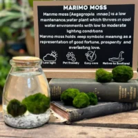 Marimo Moss Ball Cladophora in a glass container, showcasing its vibrant green color and unique spherical shape, ideal for aquariums, terrariums, and as low-maintenance decor.