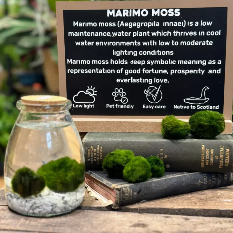 marimo moss ball eco glass jar Marimo Moss Ball Cladophora in a glass container, showcasing its vibrant green color and unique spherical shape, ideal for aquariums, terrariums, and as low-maintenance decor.
