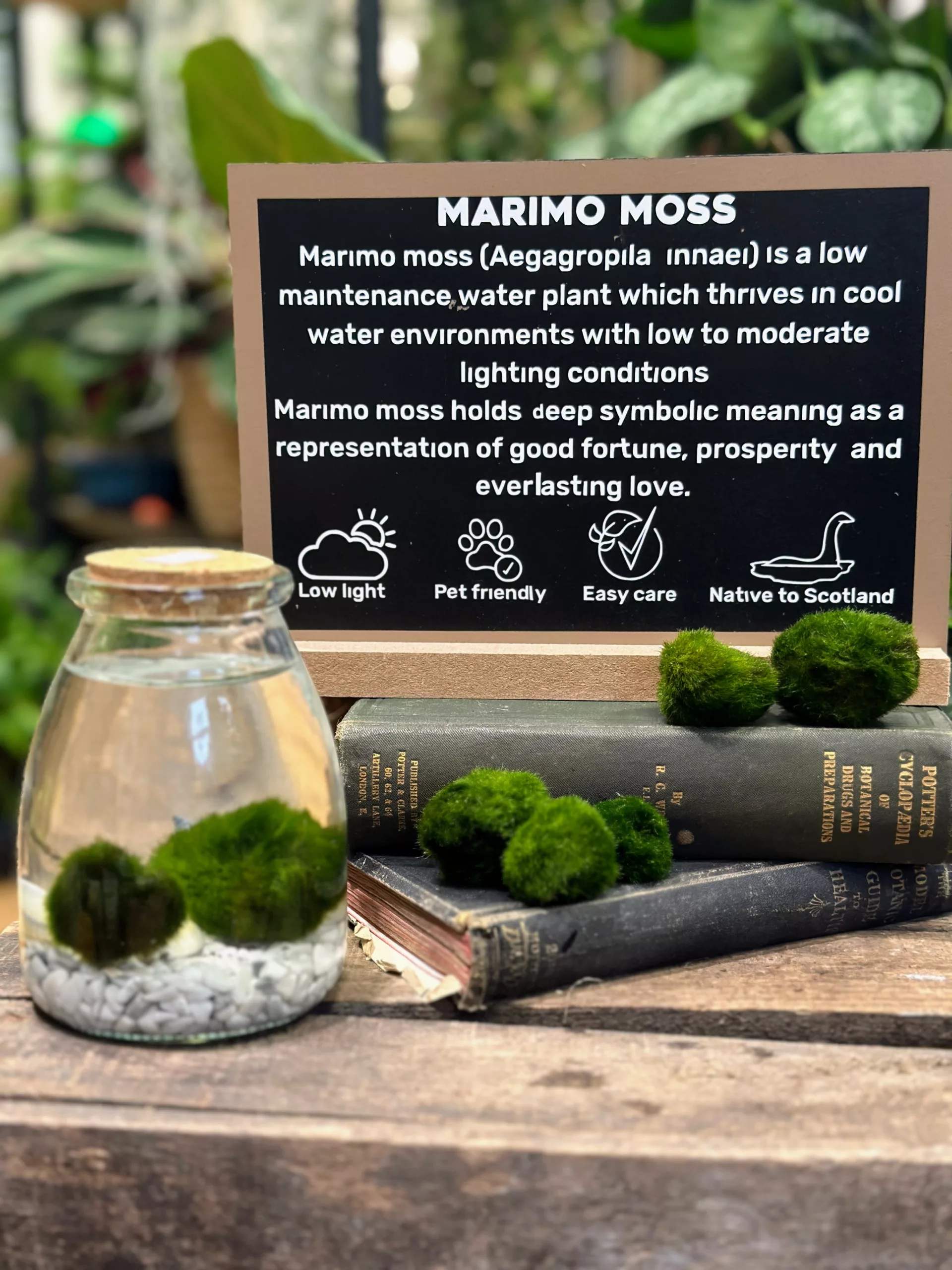 Caring for Marimo Moss Balls