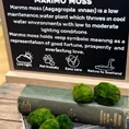 marimo moss ball eco glass jar