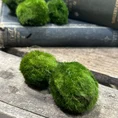 Marimo Moss Ball Cladophora in a glass container, showcasing its vibrant green color and unique spherical shape, ideal for aquariums, terrariums, and as low-maintenance decor.