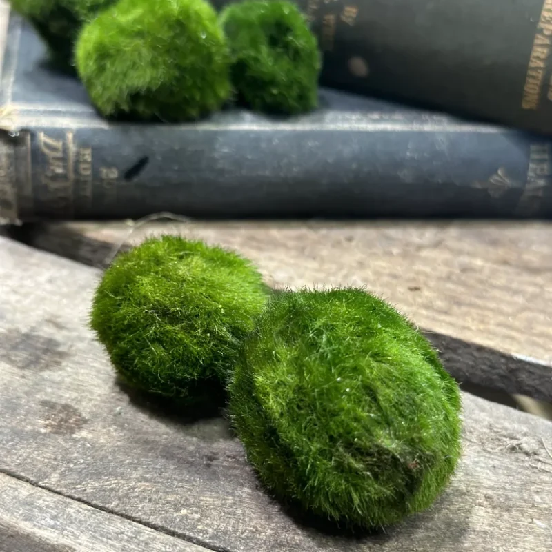 marimo moss ball eco glass jar Marimo Moss Ball Cladophora in a glass container, showcasing its vibrant green color and unique spherical shape, ideal for aquariums, terrariums, and as low-maintenance decor.
