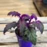 purple passion gynura aurantiaca